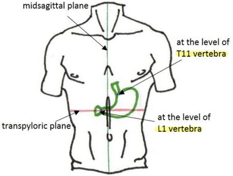 Surface Projections Of Abdominal Viscera Flashcards Quizlet