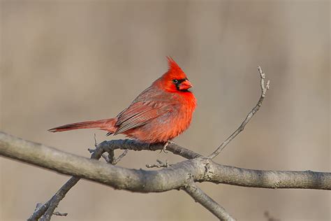 Northern Cardinal Male • Paul Roedding Photography