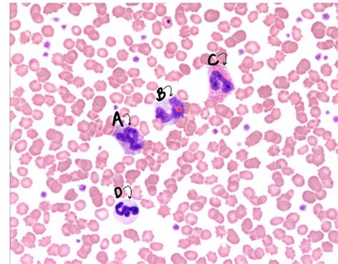 Leukocytes Flashcards Quizlet