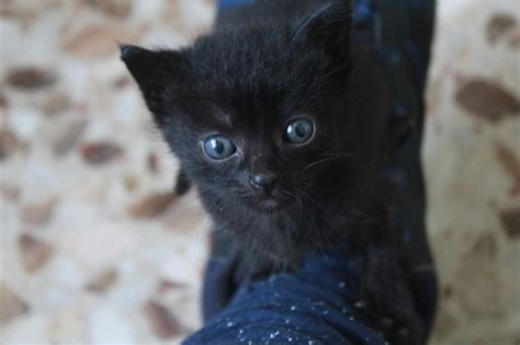 Premium Photo Portrait Of Black Kitten
