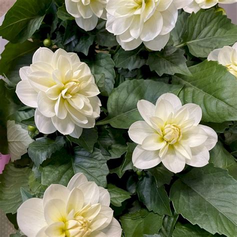 Dahlia Hvid Sommerblomster Plantetorvetdk