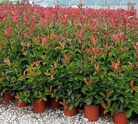 Photinia X Fraseri Red Robin Fotinia In Vaso Cm Amazon It