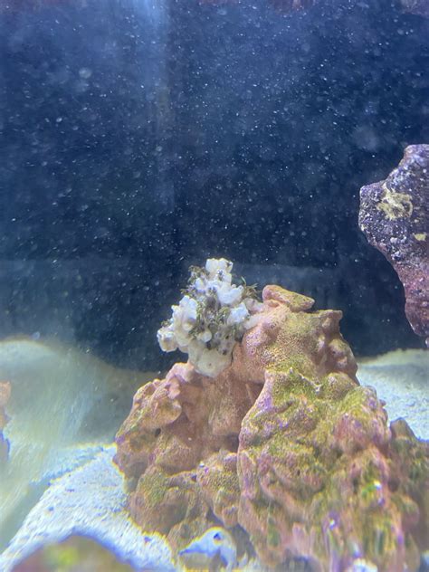 Gsp coral sponge or something else? | REEF2REEF Saltwater and Reef ...