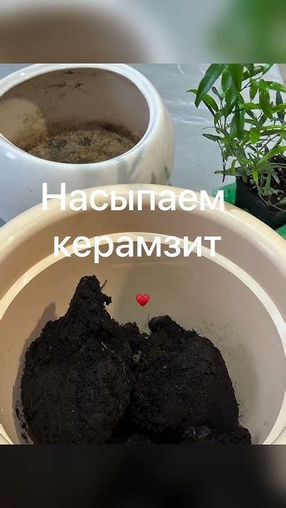 Вырасти у себя дома пальчиковый Лайм. Брендовый ингредиент к блюдам в ...