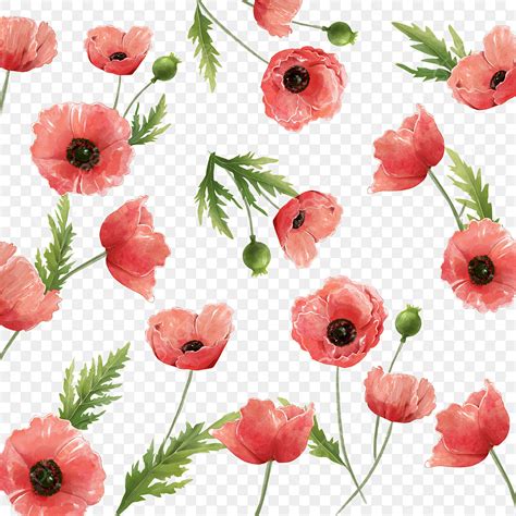 Watercolor Poppies PNG Image, Watercolor Poppy Flower Background, Safflower, Flowers, Poppy ...