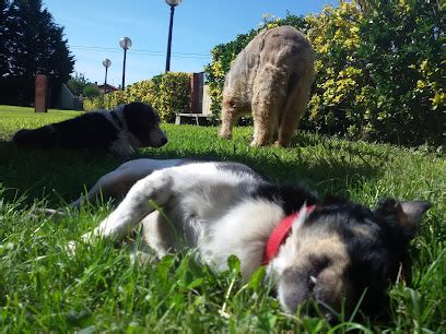 Mejores Residencias Caninas En Sopelana Zonacachorros