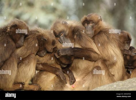 Group Gelada Baboon Theropithecus Gelada Crowded Together During