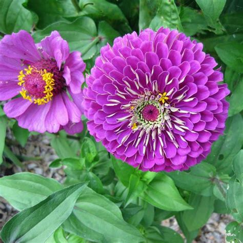 Zinnia Double Giant Violet Queen Zinnia Australian Seed