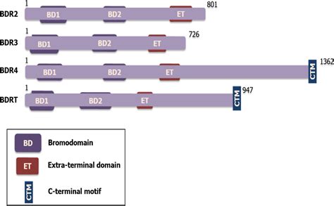 Bromodomain And Extra Terminal Inhibitors Emerge As Potential