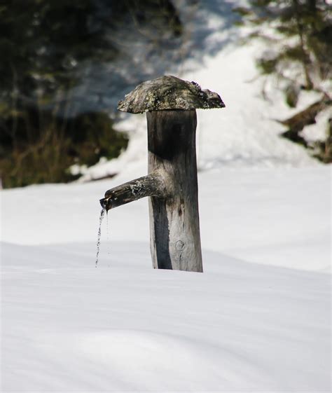 Fotos gratis agua naturaleza nieve frío pájaro madera blanco