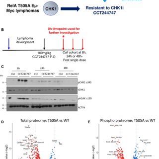 The Phenotype Of Rela T A Mice A Schematic Diagram Of Rela Showing