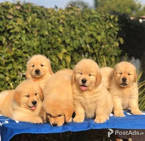 Healthy Home Raised Golden Retriever Puppies Rodrick Marcell