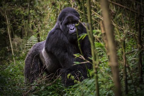 1 Day Rwanda Gorilla Trekking Saso Gorilla Safaris Uganda