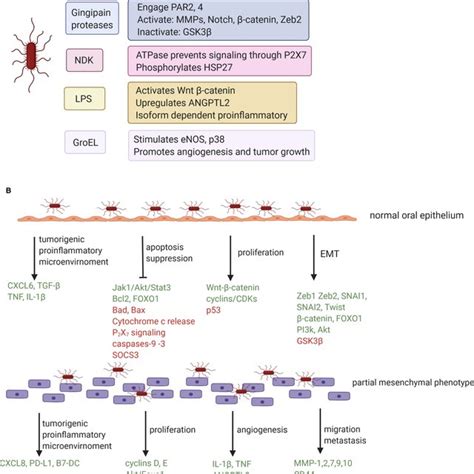 Interplay Between Porphyromonas Gingivalis And Streptococcus Gordonii