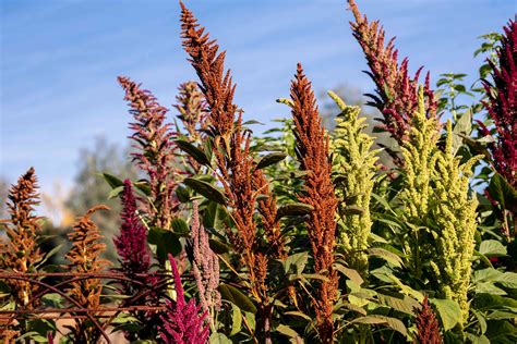 Amaranth Grain