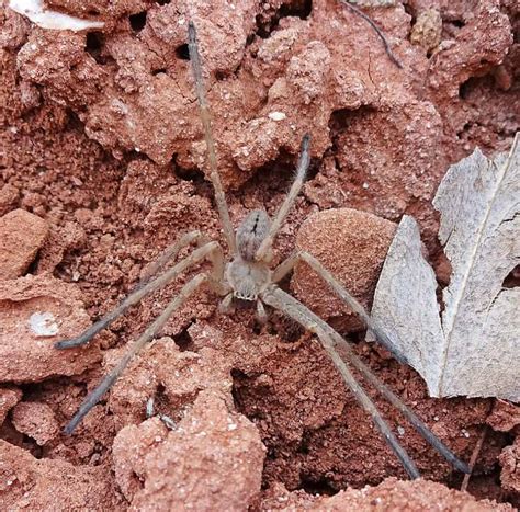 The 7 Biggest Spiders In Texas Imp World