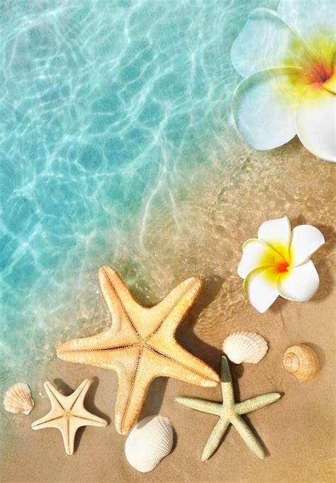 Starfish Seashell And Flower On The Summer Beach In Sea Water Summer