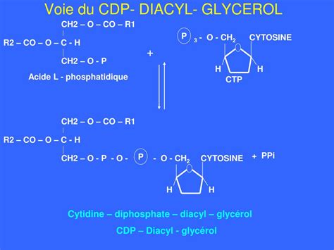 Ppt M Tabolisme Des Acylglyc Rols Et Des Sphingolipides Powerpoint