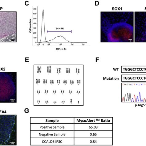 Characterization Of Kurndi005 A Ipsc Line Download Scientific Diagram