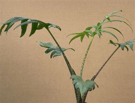 Alocasia Brancifolia Plantae Orchids And Rare Plants