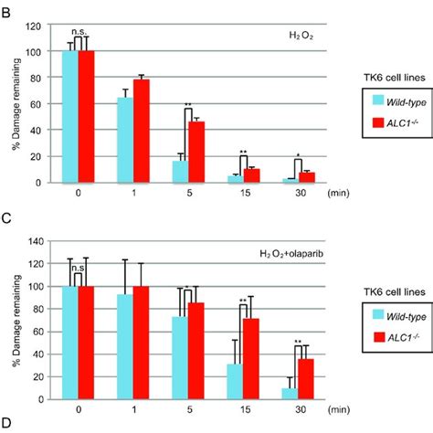 Alc Is Required For The Repair Of Ssbs Which Are Ber Intermediates