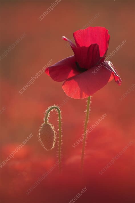 Poppy Papaver Rhoeas Stock Image C055 6898 Science Photo Library