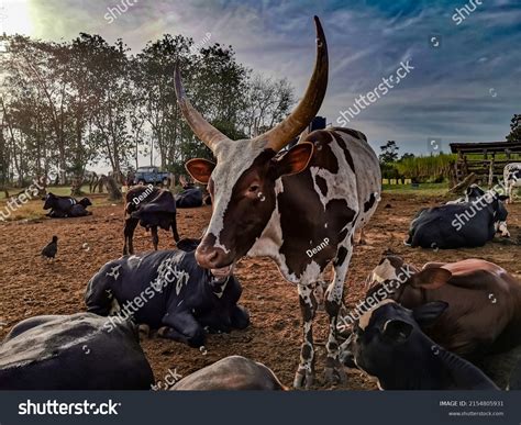 1,437 Ankole cow Images, Stock Photos & Vectors | Shutterstock