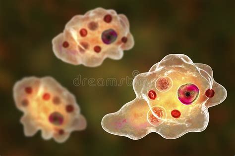 Gingivalis Protozoan Stock Illustrations 93 Gingivalis Protozoan Stock Illustrations Vectors