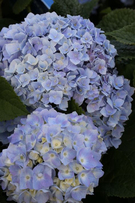 Hydrangea Macrophylla Endless Summer Blue Hortensie BCM Baumschule