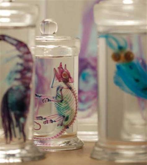 Diaphonized Specimens by Iori Tomita