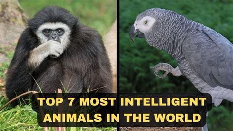 Top 7 Most Intelligent Animals In World Smartest Animals Youtube