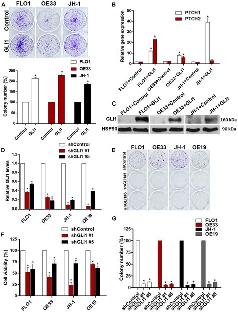 Gli Is A Critical Regulator Of Eac Viability A Ectopic Gli