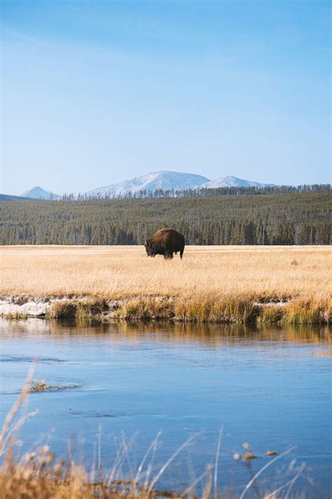 Yellowstone Camping Guide: 12 Campgrounds in Yellowstone National Park ...