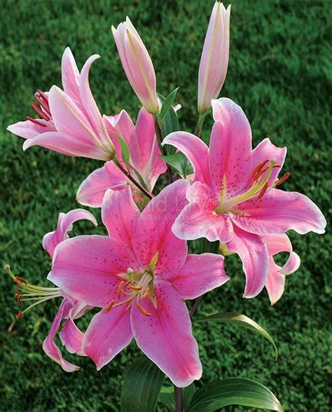 Lilia Orientalna Sorbonne Wild Lilly Cebulki Kwiaty Pl