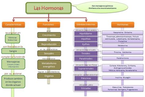 Mapa Conceptual Sistema Endocrino De La Ciencia A La Vida