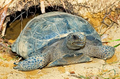 Gopher Tortoise In Burrow By Millard H Sharp