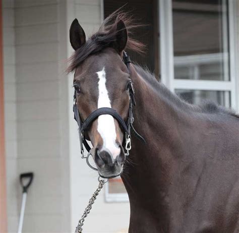 日本ダービーで落馬のドゥラエレーデは宝塚記念を視野に 池添師「レース後も外傷はなく、歩様も問題はないです」 サンスポzbat