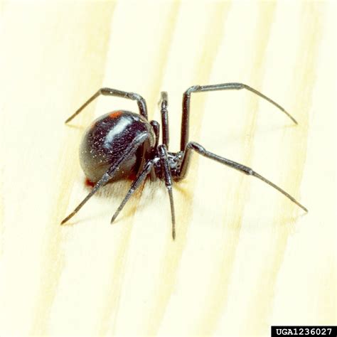 black widow spider predator picture 6 : Biological Science Picture ...