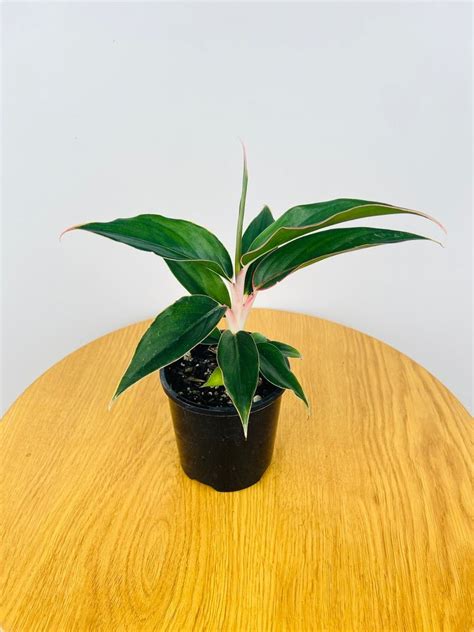 Aglaonema Saphire Uprooted Buy Plants Online Australia