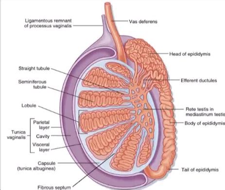 Male Reproductive System Functions Parts Spermatogenesis