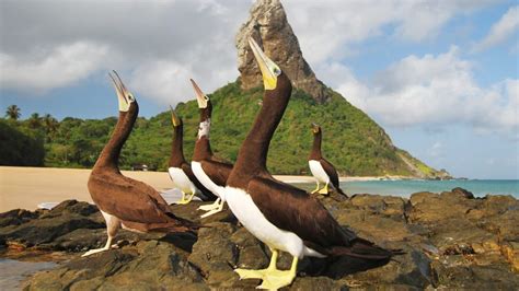 Seabirds Brown Booby Sula Leucogaster Fernando De Noronha Brazil