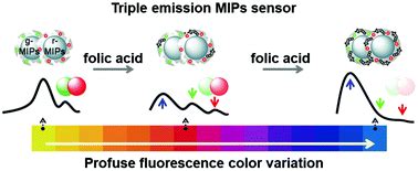 Rational Construction Of A Triple Emission Molecular Imprinting Sensor