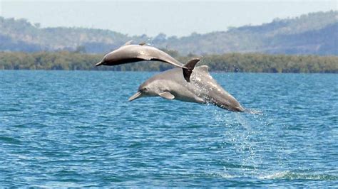 Scientists Record Two Dolphins Talking To Each Other Like Humans