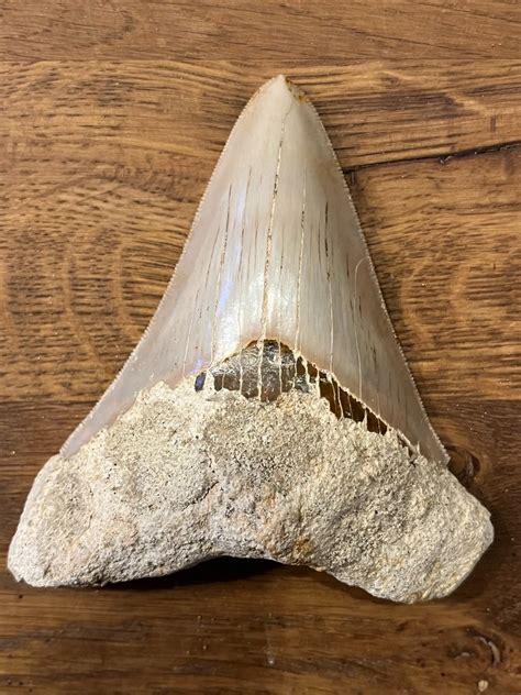 Énorme dent de Megalodon 10 1 cm Dent fossile Carcharocles