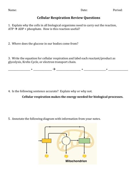 Cellular Respiration Review Questions