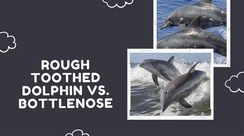 What Does Dolphin Poop Look Like Dolphins Defecation