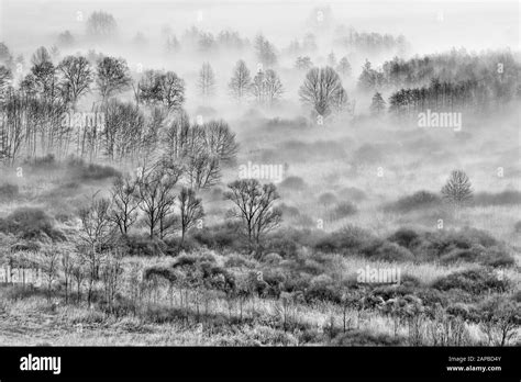 The Foggy Forest Black And White Photography Stock Photo Alamy