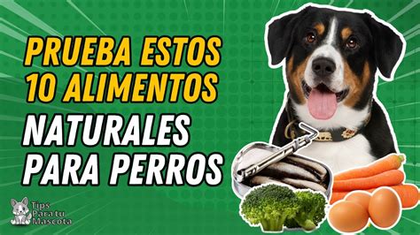 Top 10 De Alimentos Recomendados Para Tu Perro Youtube