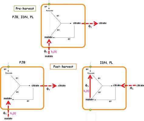 schematic diagram   differences  organic acid metabolism