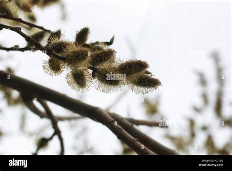 Pussy Willow Tree Stock Photo Alamy
